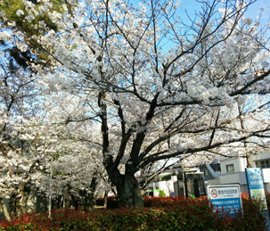 桜の写真,倉敷市,司法書士,相続,遺言,法律相談,川口司法書士事務所